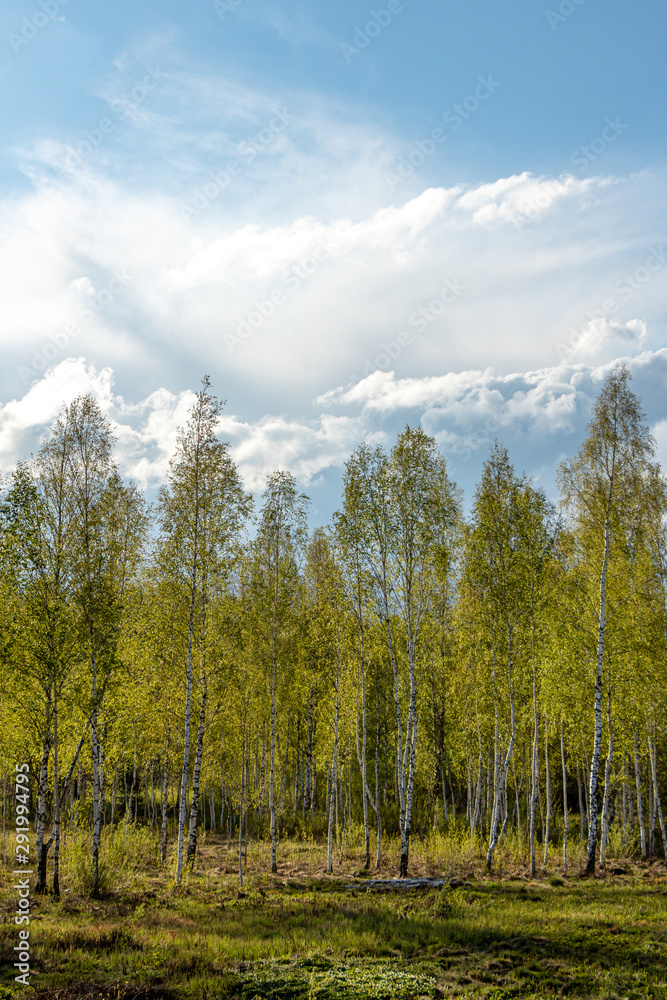Lush green birch trees and blue sky on a bight spring day