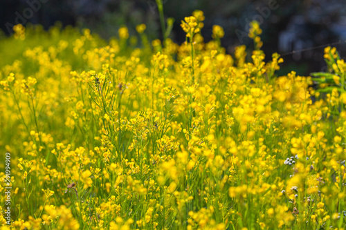 Small yellow flowers bloom in the flower garden. Tourists like to visit the flowers in the winter .with full flowers blooming.