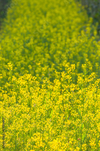 Small yellow flowers bloom in the flower garden. Tourists like to visit the flowers in the winter .with full flowers blooming. © Narong Niemhom