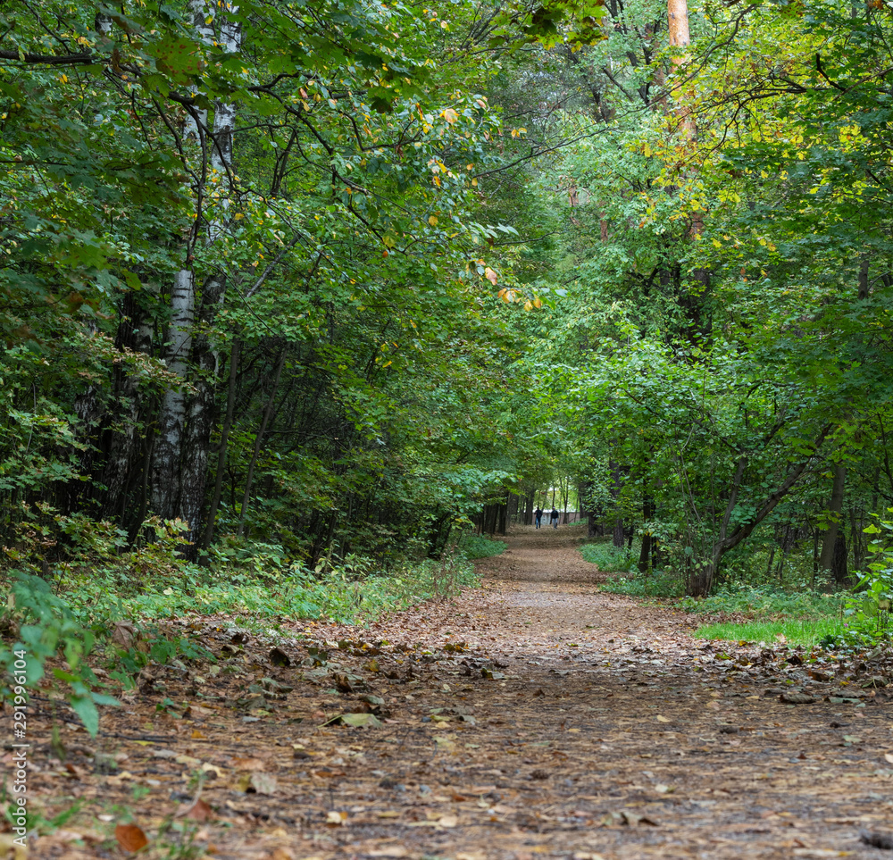 Obraz premium A path in the Park.