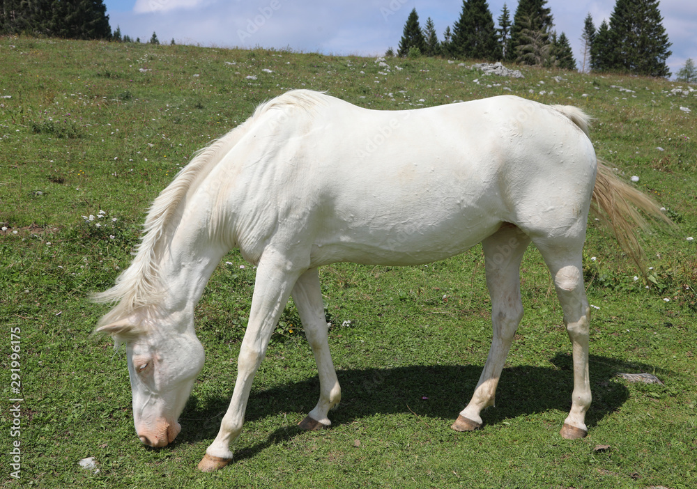 Very white horse on green meadown whitel eating fresh grass Very white horse on green meadown whitel eating fresh grass