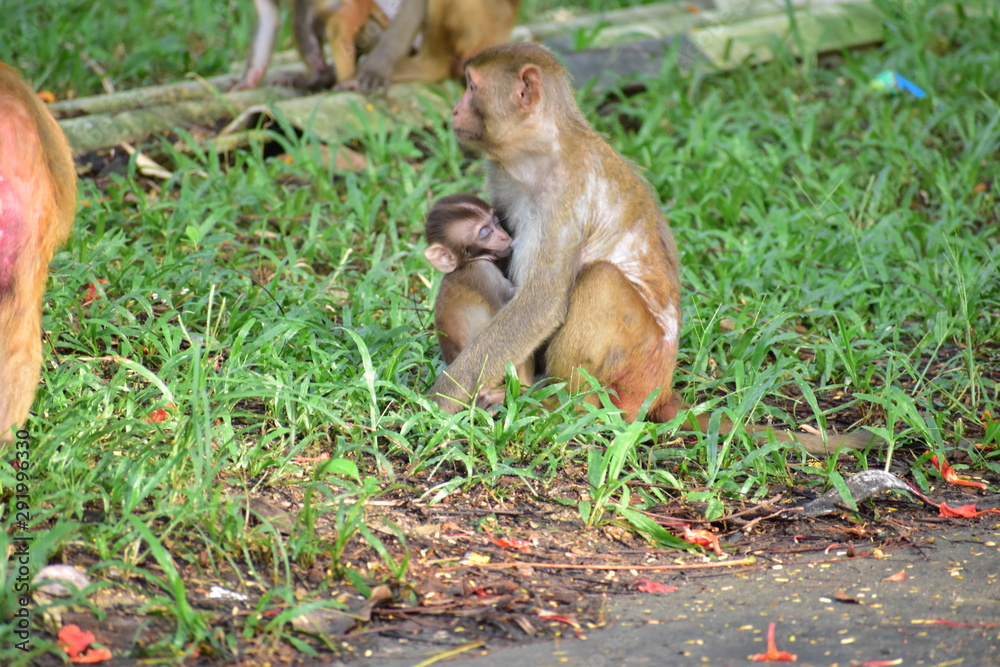 Obraz premium Sleeping Pillow