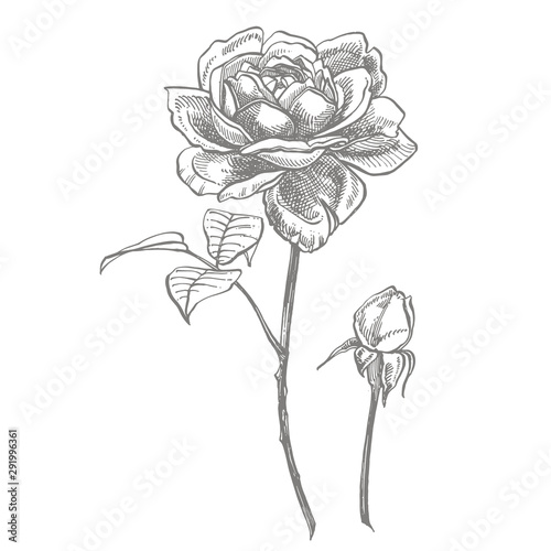 Roses. Hand drawn flower set illustrations. Botanical plant illustration. Vintage medicinal herbs sketch set of ink hand drawn medical herbs and plants sketch