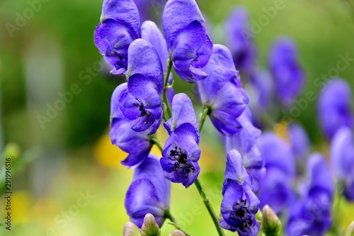 Poisonous, but beautiful аconite - a healing plant in the summer garden close-up photo