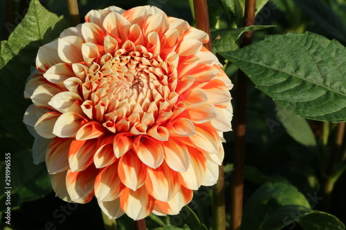 Dahlien-Blüte in einem Garten