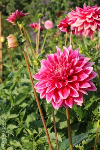 Dahlienblüte in einem Garten