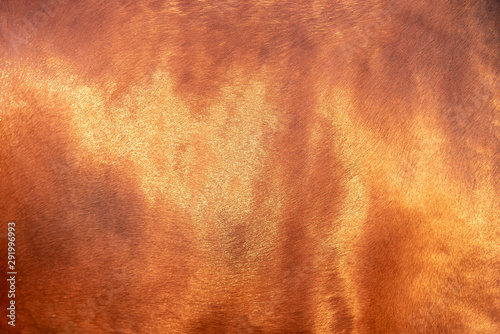 Close up horse skin concept for background