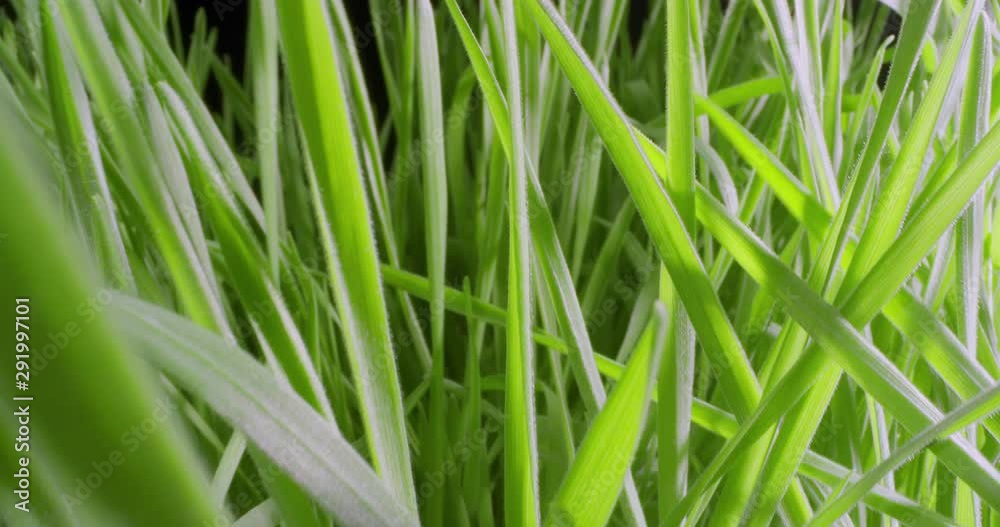 Growing Green Grass Wheat On With Water Drops. Extreme Macro. Growing Green Grass Wheat On With Water Drops. Extreme Macro.