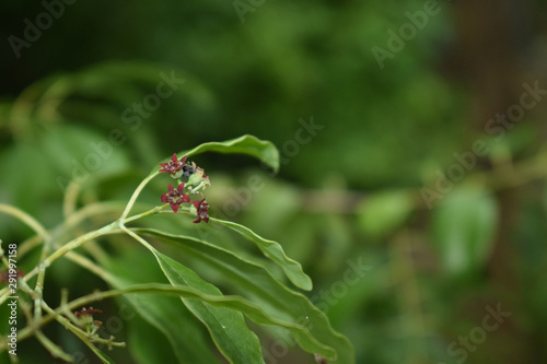 Santalum Album One Isolated Sandalwood Fruit with leaves Blurr Background
