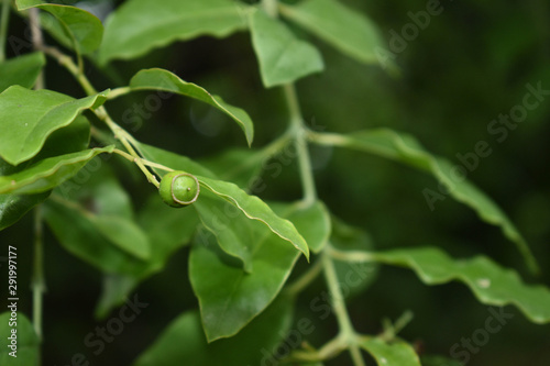 Santalum Album One Isolated Sandalwood Fruit with leaves Blur Background