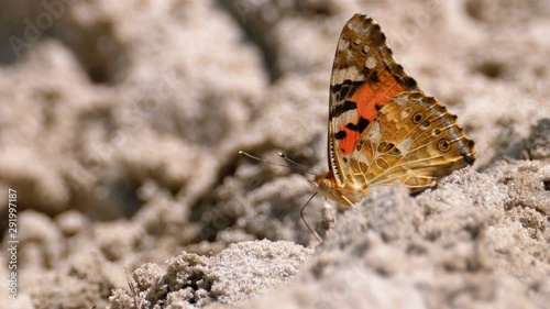 Beautiful Butterfly with Orange Wings is sitting in the Sand on the Beach photo