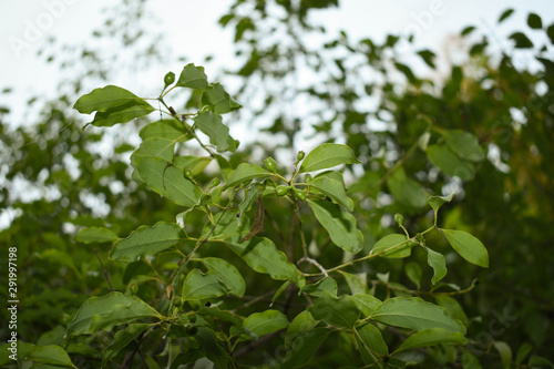 Santalum Album Sandalwood Plant Branch showing Fruits and Leaves © Bijaya Kumar
