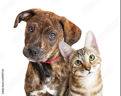 Photography Cute Puppy and Kitten Closeup Looking at Camera