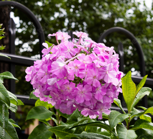 Pink Flowers
