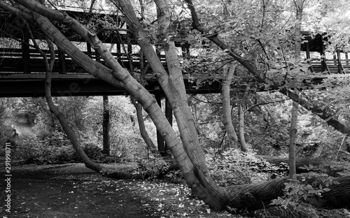 Bridge Being Taken over by the Forest