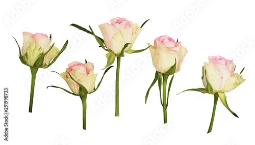 Set of rose flowers