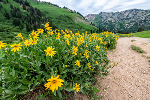 Albion Basin, Utah summer 2019 meadows trail wide angle view of many yellow Arnica sunflowers flowers in wildflowers season in Wasatch mountains photo