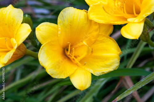 Yellow Flowers in a Series