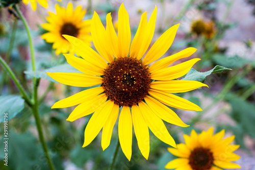 Sunflowers in a Row