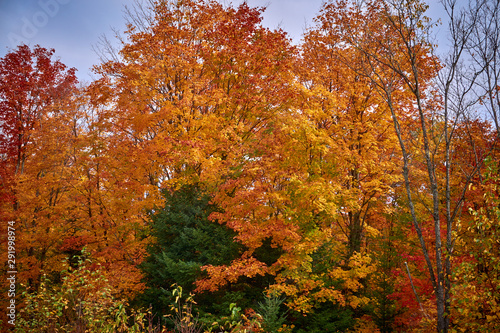Algonquin fall colours Provincial Park Ontario