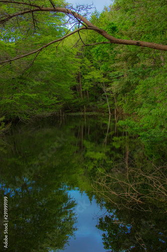 森の沼 © 成明 前田