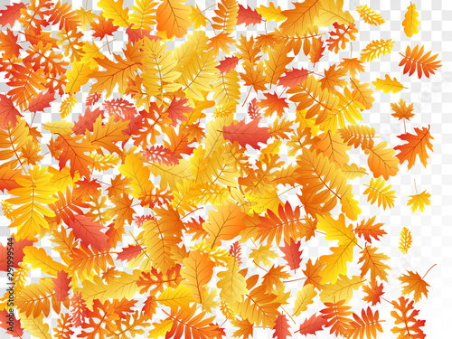 Oak, maple, wild ash rowan leaves vector, autumn foliage on transparent background.