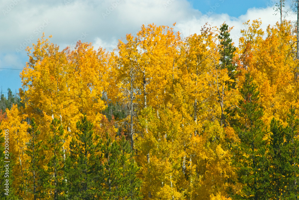 yellow tree in autumn yellow tree in autumn