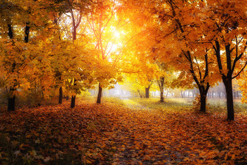 colorful trees and rural road in deep autumn forest, natural background