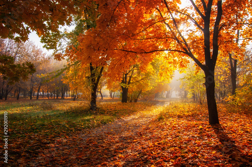 kolorowe drzewa i wiejska droga w głębokim lesie jesienią, naturalne tło