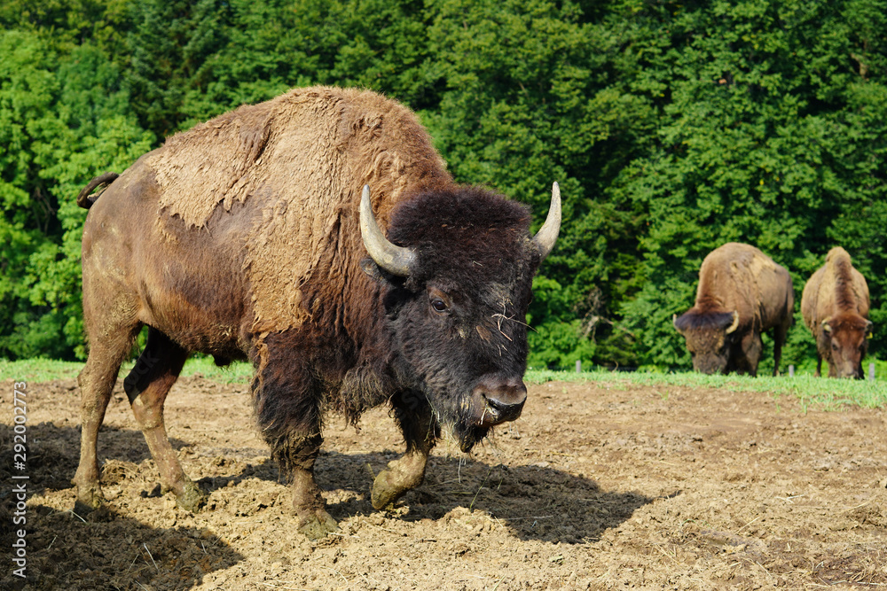 Bison Bison