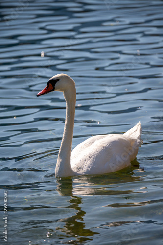 Schwan auf dem See