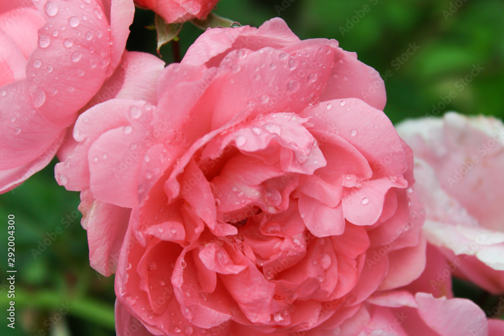Fototapeta premium Closeup of pink flower with water drops