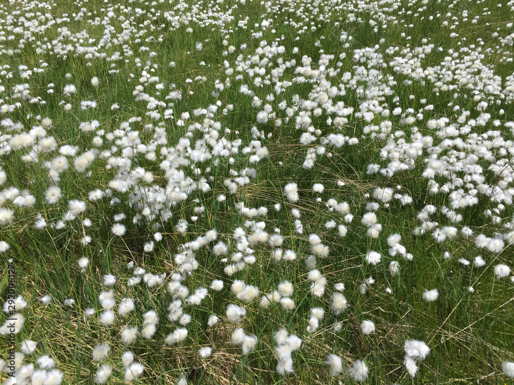 white flowers on a meadow in spring
