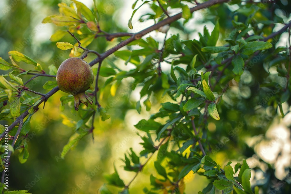 Pomegranate fruit on a tree background. D