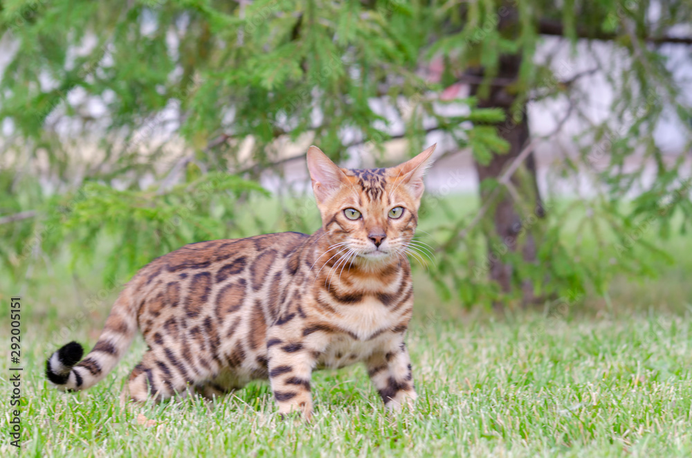 Bengal kitten in a green meadow Bengal kitten in a green meadow