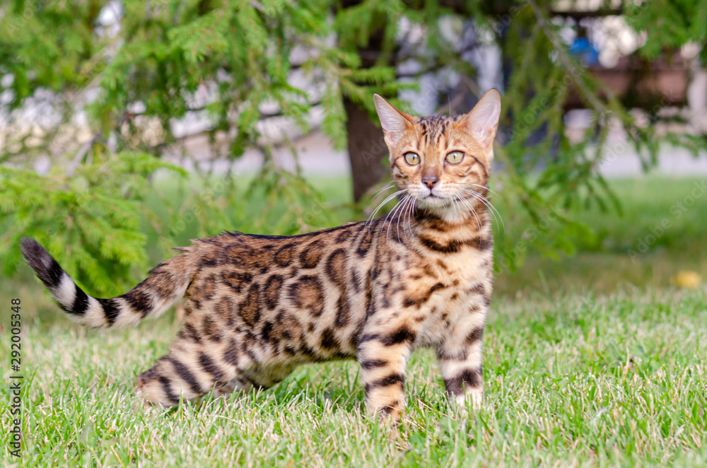 Bengal kitten in a green meadow Bengal kitten in a green meadow