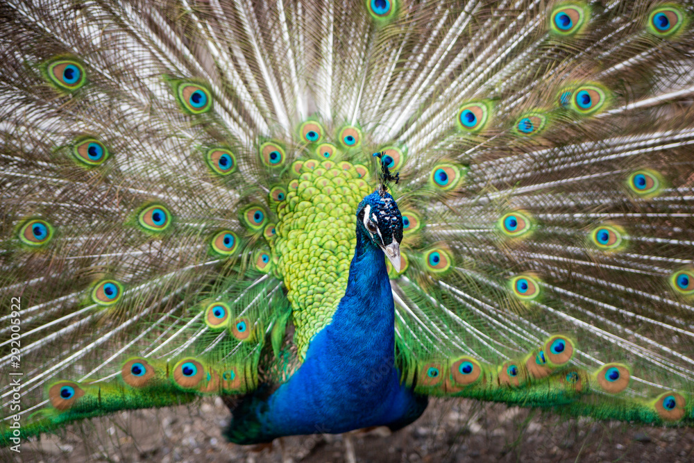 Obraz premium peacock with feathers out