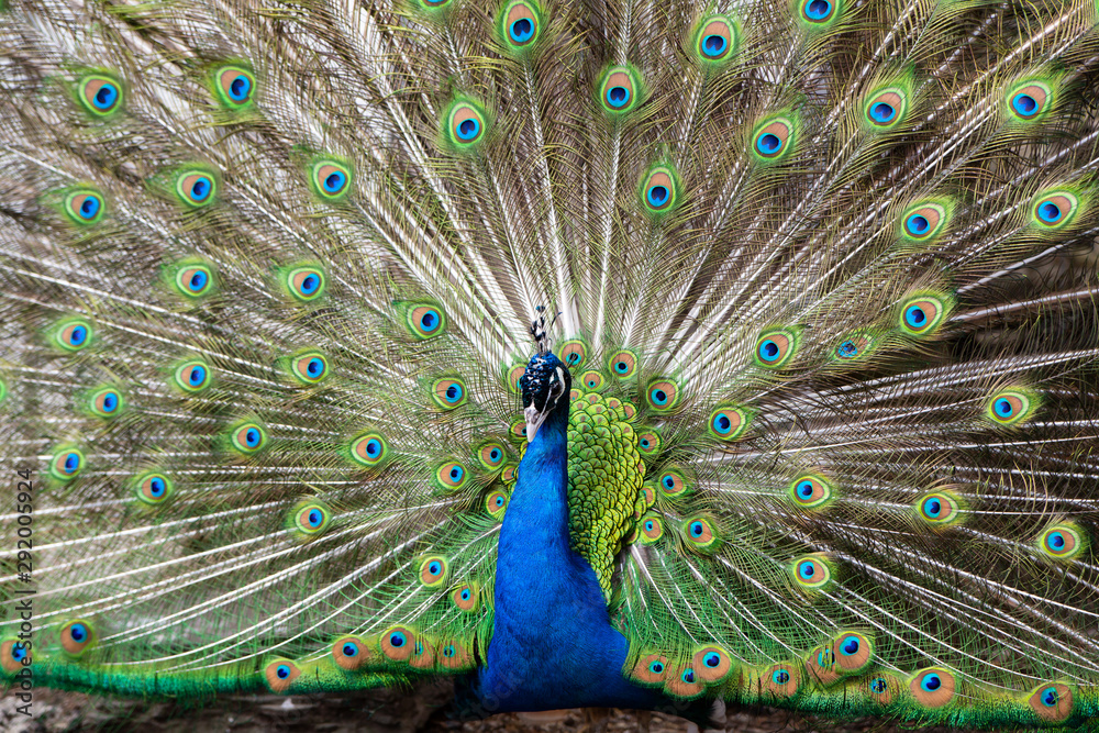 Obraz premium peacock with feathers out