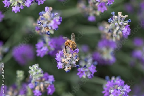 Honey bee working, pollinating, in Lavender flower fields.