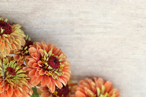 Billede på lærred Horizontal flat lay (background) of orange zinnia flowers on weathered, white-pa