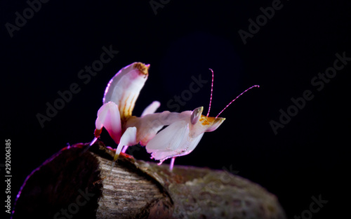 orchid mantis