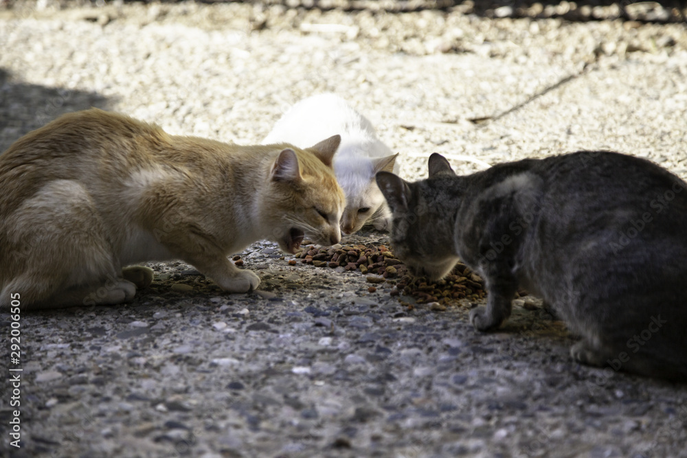 Street cats eating Street cats eating