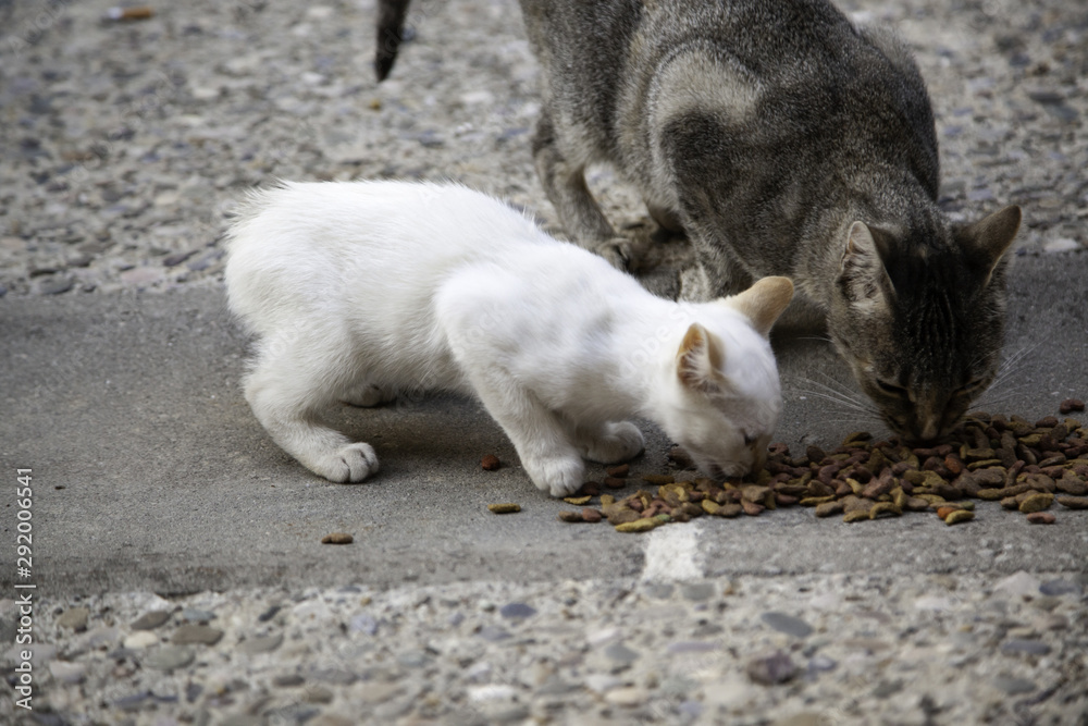 Fototapeta premium Street cats eating
