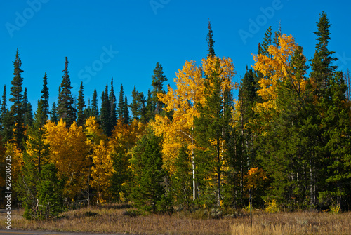 autumn landscape with trees and blue sky