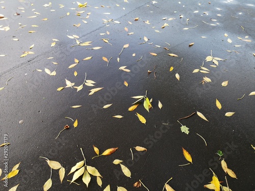Fallen leaves on wet asphalt