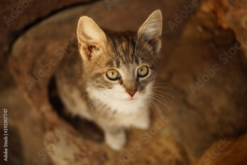 Wallpaper Mural Gray white kitten portrait from top to bottom Torontodigital.ca