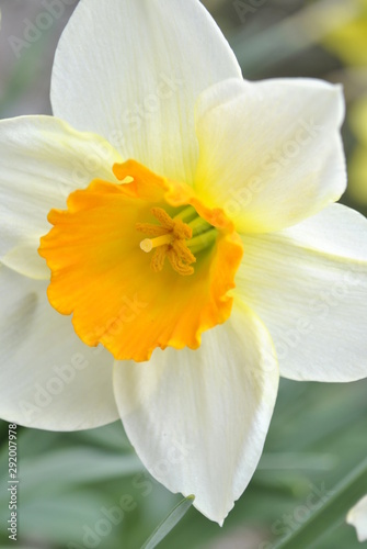 yellow narcissus on green background