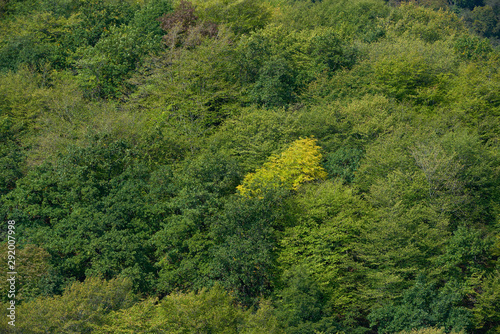 Green tree forest background  beautiful bird eye view on fresh pines in the morning sun light  Europe  Germany  Alpine mountains