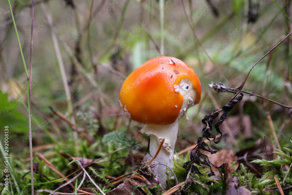 Fly agaric or fly Amanita mushroom, Amanita muscaria Fly agaric or fly Amanita mushroom, Amanita muscaria