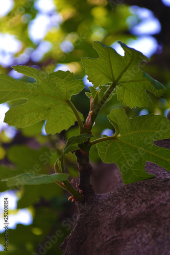 green leaves of a tree